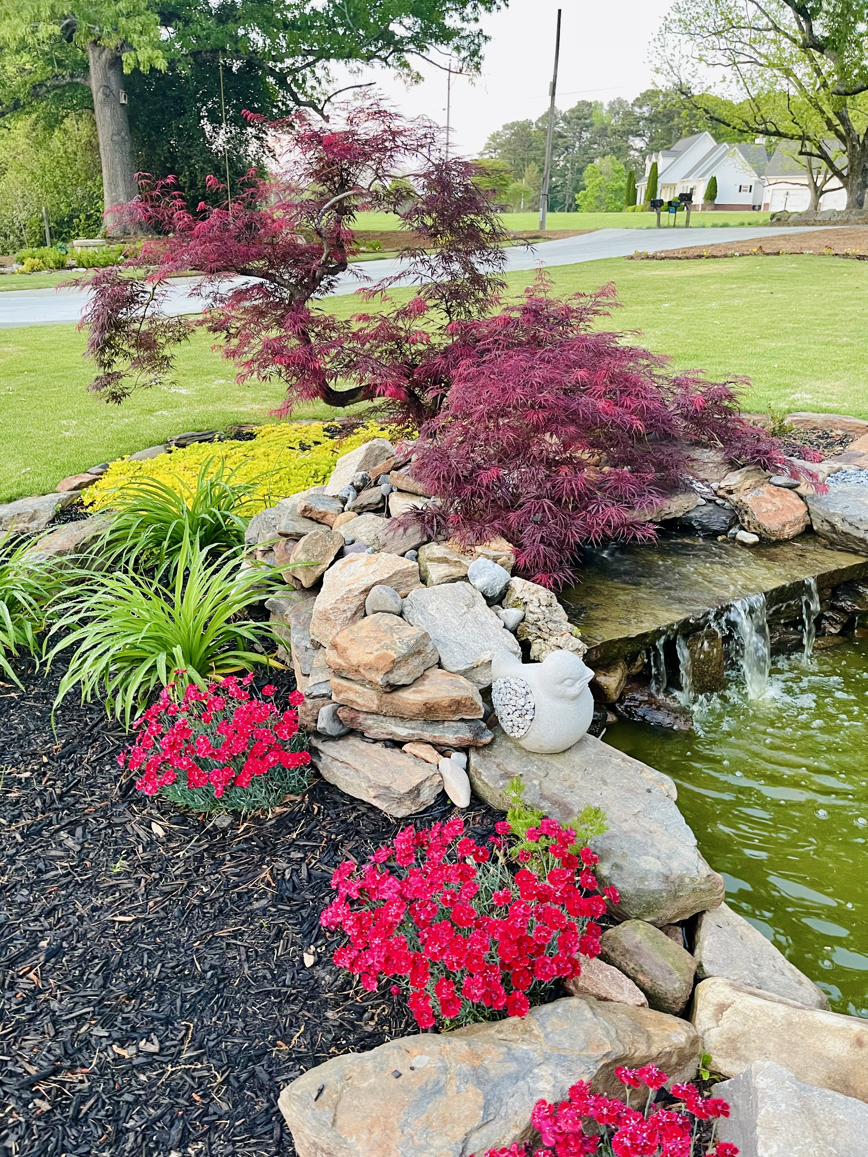 Ornamental pond with Japanese maple and waterfall